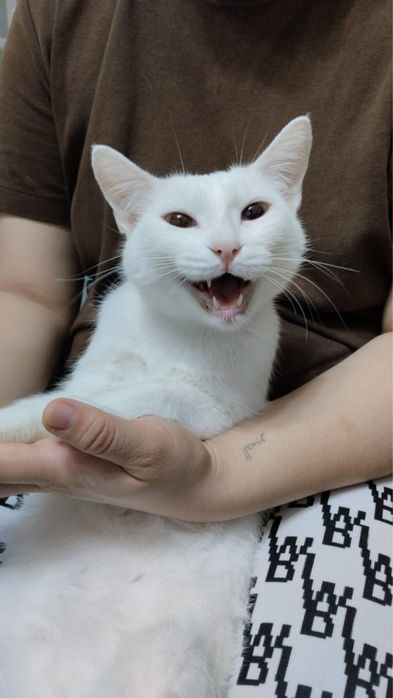 Кошка белая 2года
