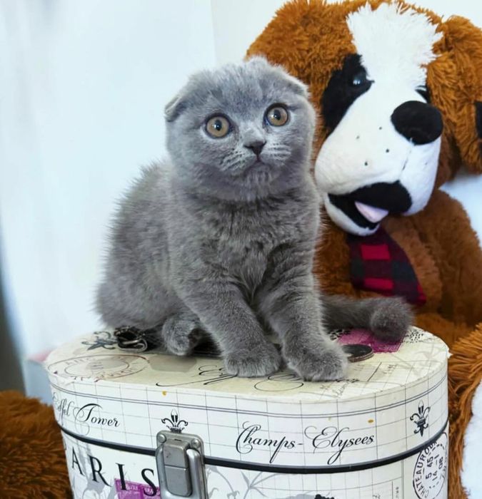 Scottish Fold Culoare Blue