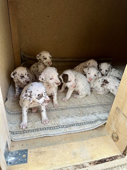 Собаки далматин щенок щенята