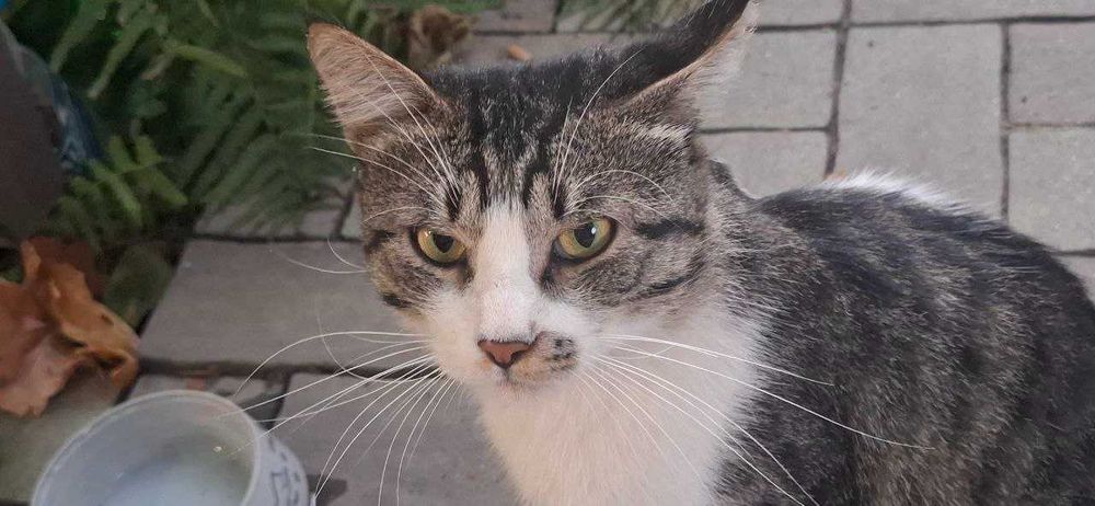 Приютите кота в добрые руки!