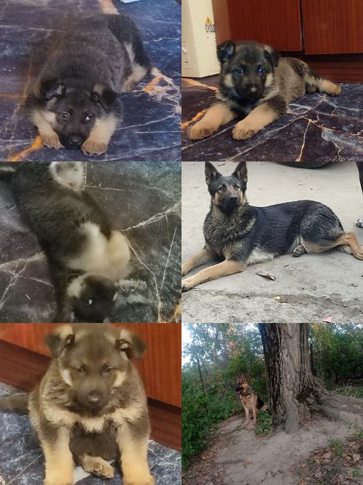 Продам щенка овчарки. 1.5 месяца