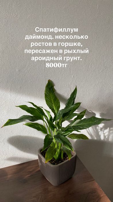 Комнатные растения