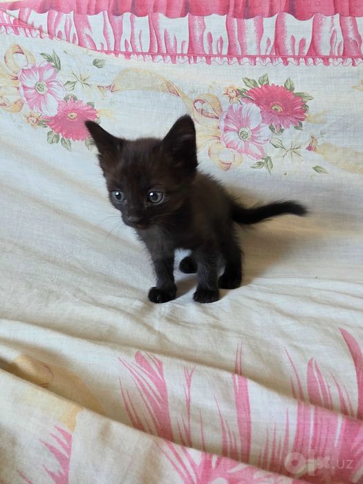 Отдам пару милых котят