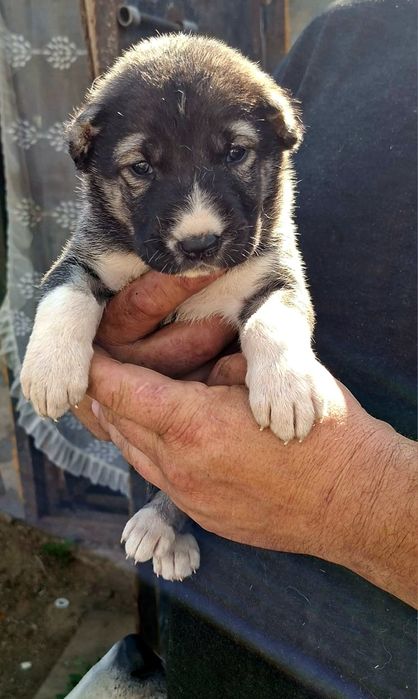 Продам щенков алабая