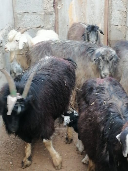 Лакты ешкилер сатылады