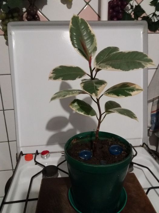 Комнатные цветы...