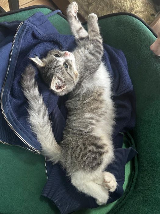 Отдам милую кошечку!!