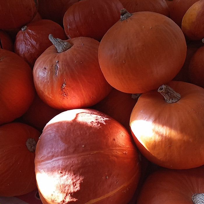 Продам тыкву продам.