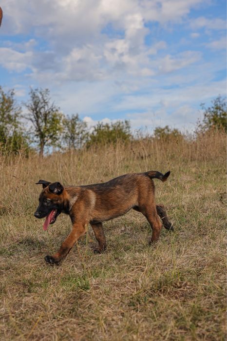 Femelă Belgian Malinois