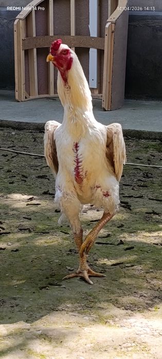 Nems O SHAMO privaznoy