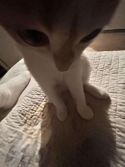 отдам котика в хорошие руки