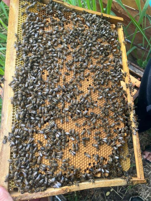 Vand familii de albine