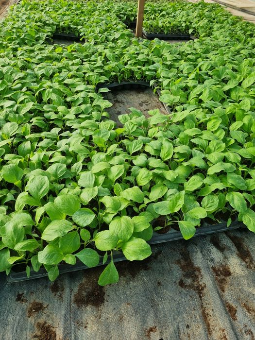 Rasaduri de Rosii de vanzare