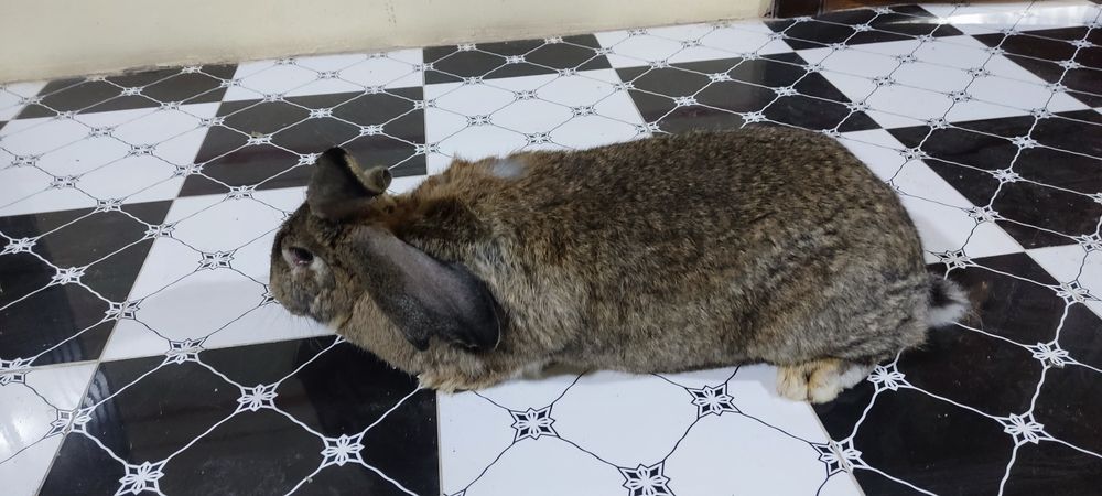 Куйон сотилади    т