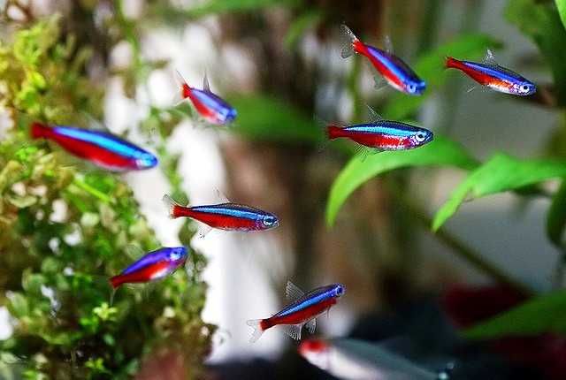 Красный неон  в Аква-Зоо Салоне “Посейдон”