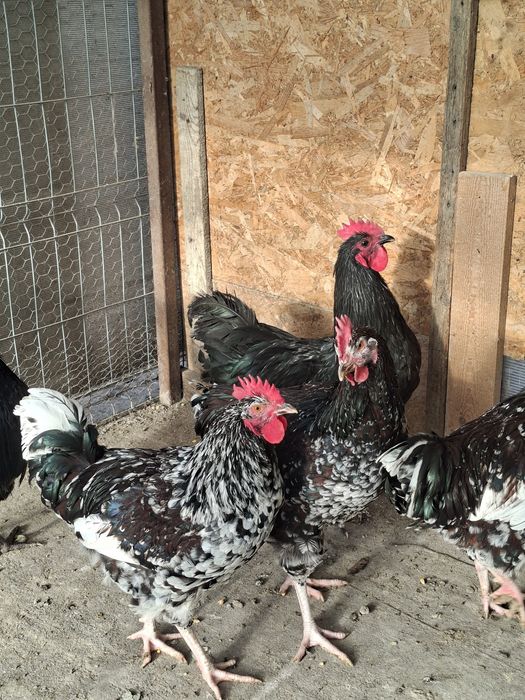 Cocosi australorp si sussex portelan