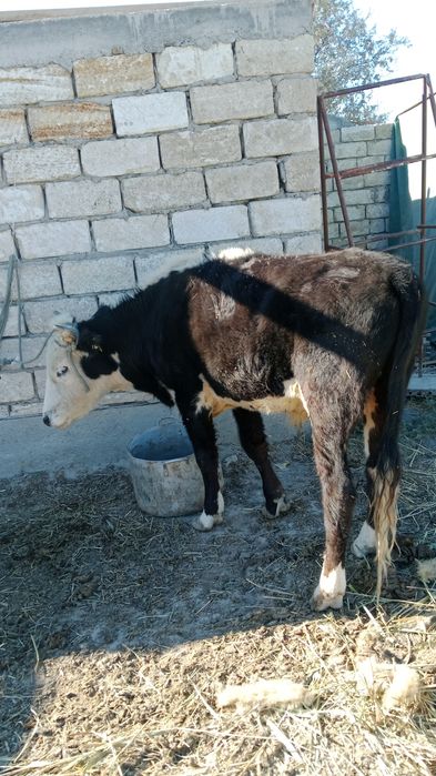 Ақта өгіздер сатылады