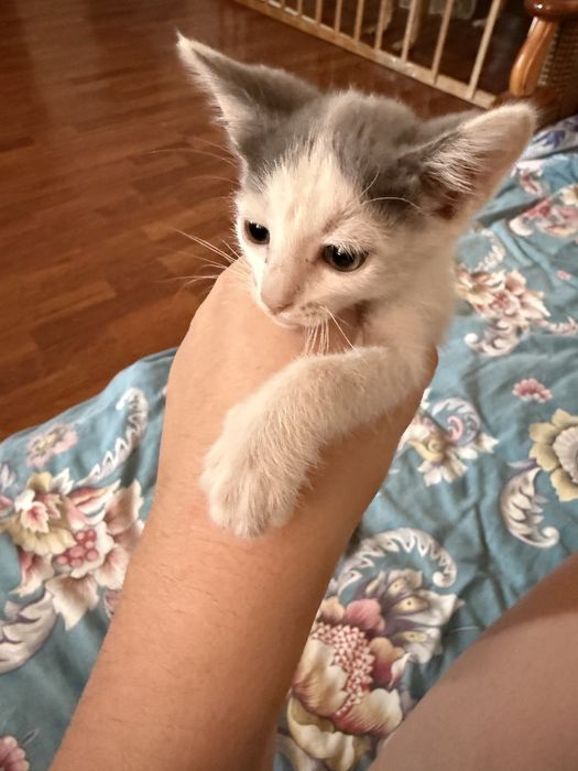 Котенок(девочка)
