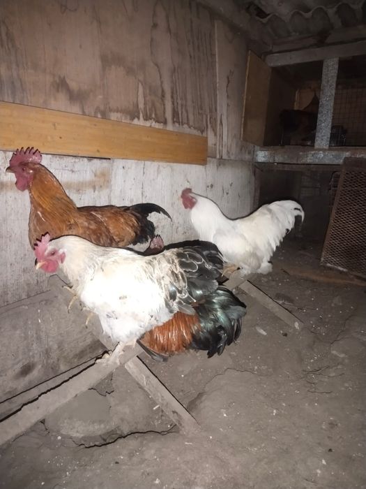 Продам петухов  на мясо