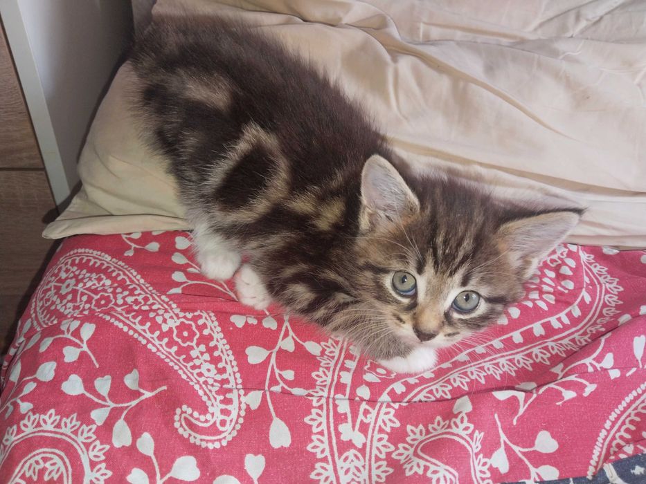 Котята помесь мей Кун с шотландцем