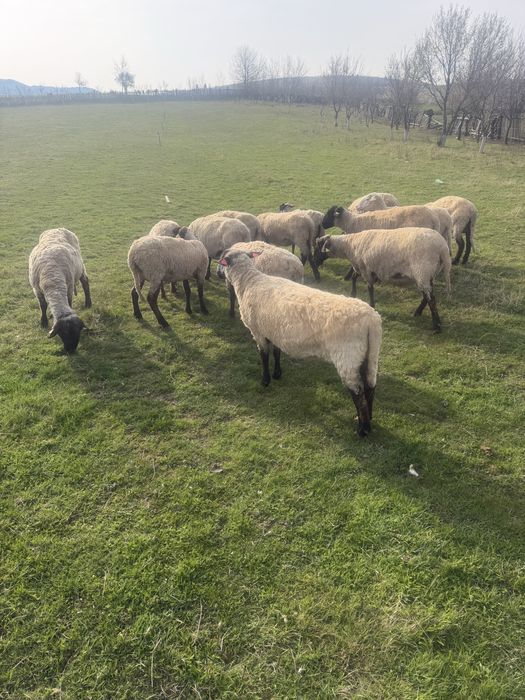 De vanzare Oi suffolk