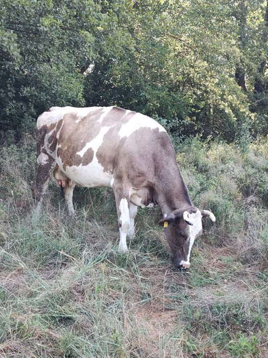 Vănd vaci Holstein cu 8250 lei