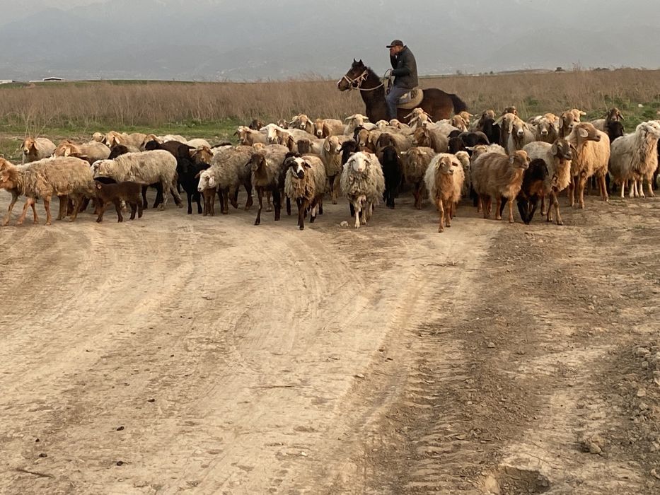 Қой сатамын. Продам баран.