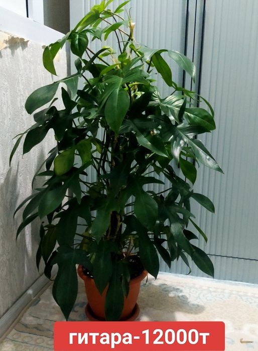 Свежие комнатные цветы