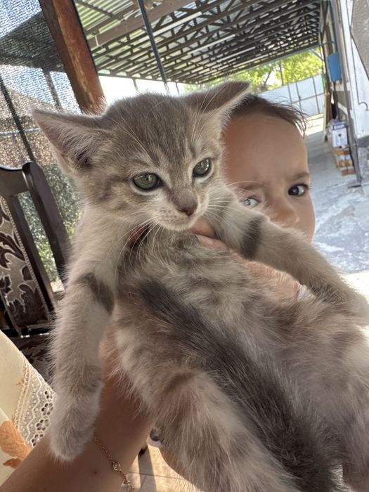 Отдаем котят в добрые руки