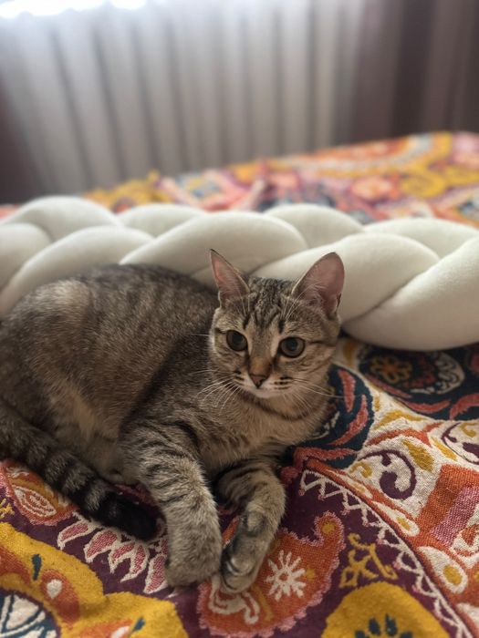 Отдам кошку добрую