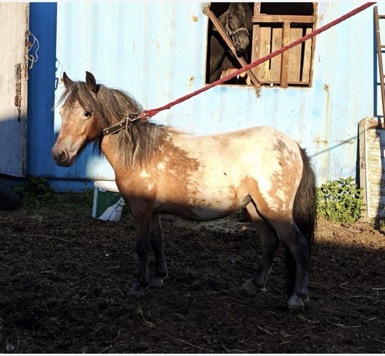 Продам пони аппалуза