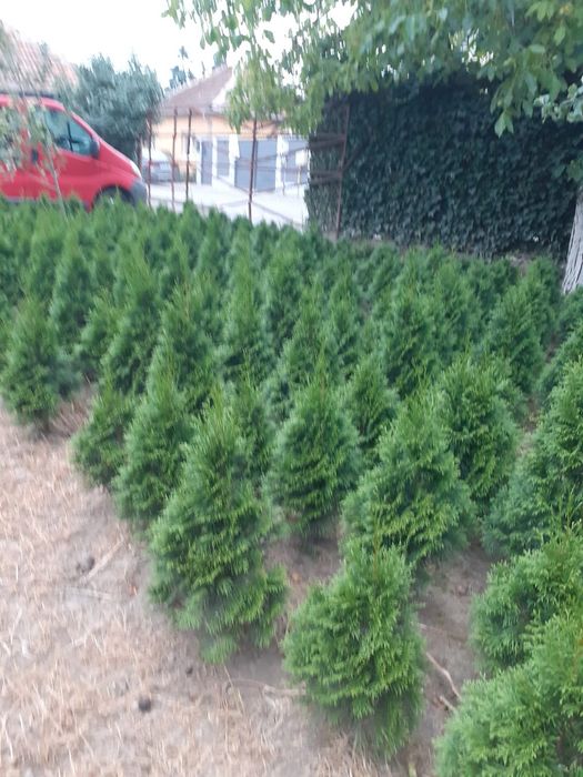 Vând Tuya Smaragd  1 metru înălțime