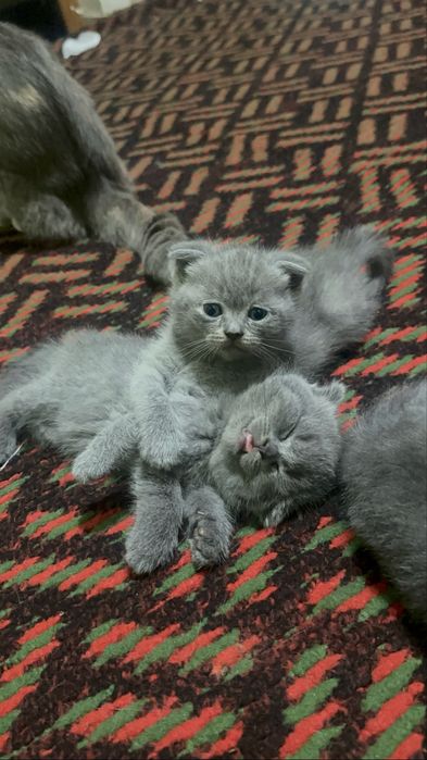 Скотиш фолд котята