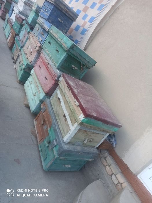 Asal ari qutilari sotiladi arzon narxda pul kere srochna