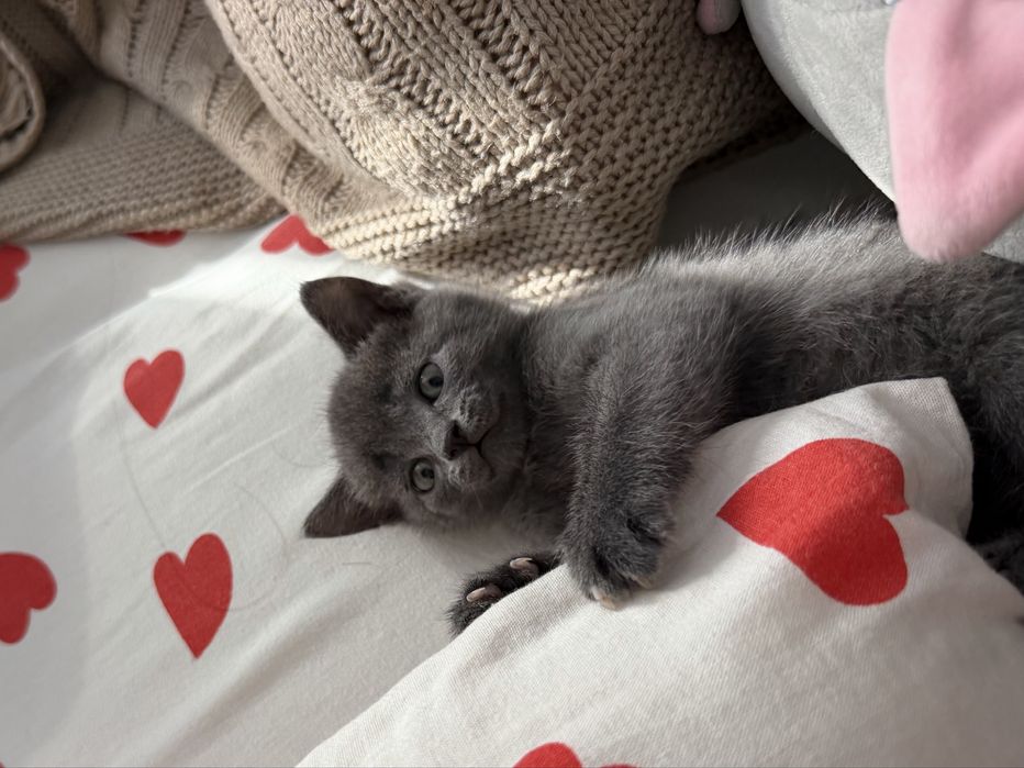 Котенок британец короткошерстный