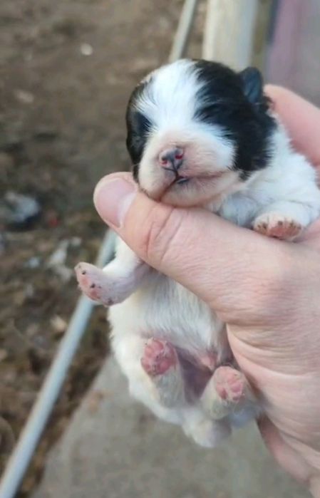 Продам щенков шпица