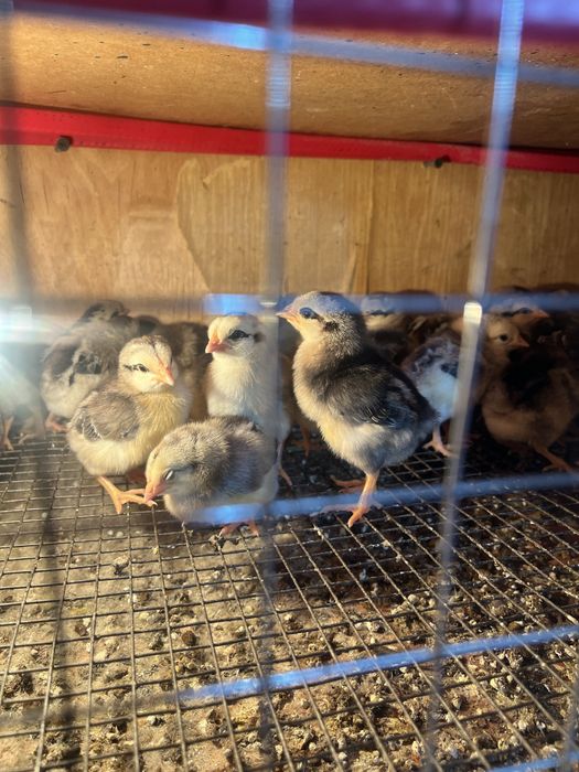 барковская балапандар