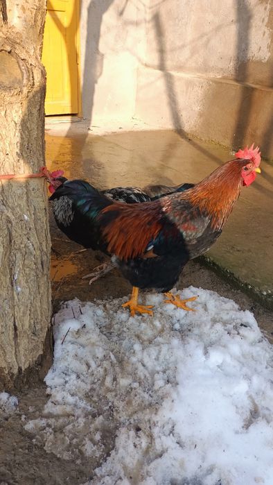 Қазақы брама аралас