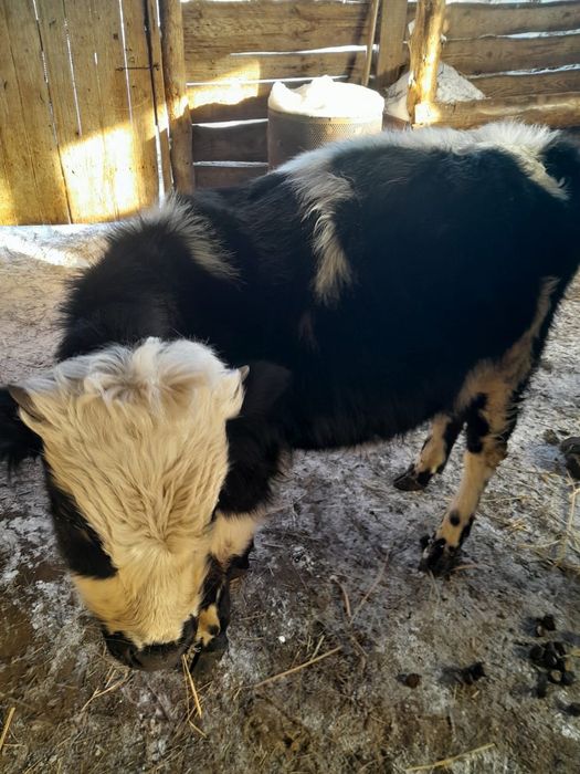 Продам подсосного бычка.