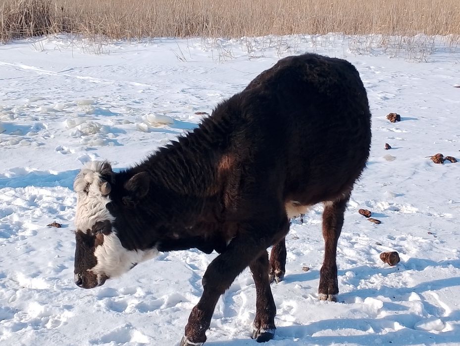 Продам телят не дорога