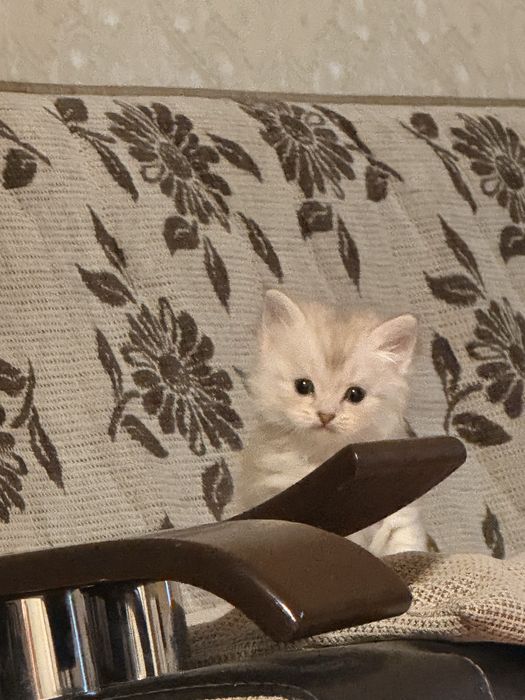 Скоттиш страйт котенок