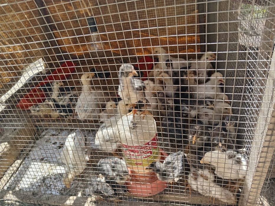 Дакан боец шөжелер сатылады