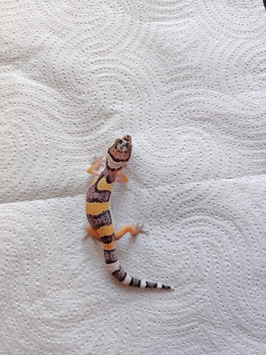 Șopârlă Gecko Leopard
