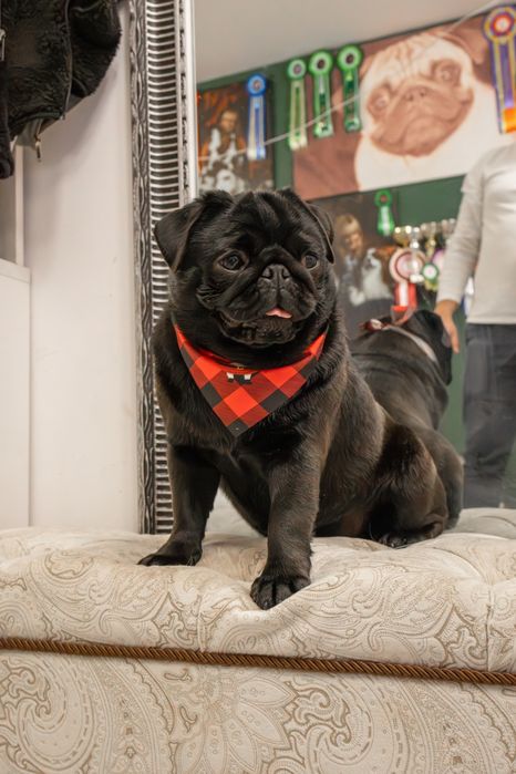 Femela mops ( pug)