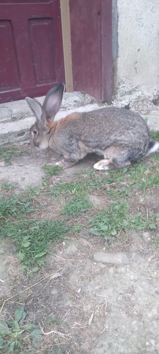 Vând iepuri de diferite vârste, rase și culori in Deva-Arad-Timisoara