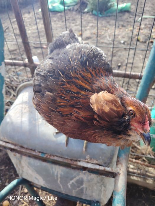 Vând oua proaspete de găini de rasa Araucana pentru  incubat