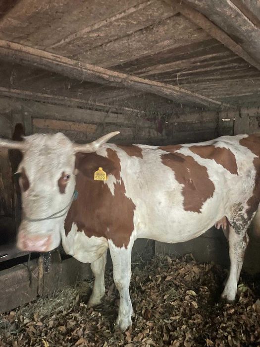 Vaca bălțată româneasca de vânzare