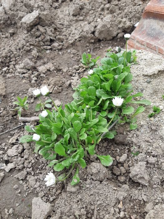 Разсад топкрамфил,бели маргаритки