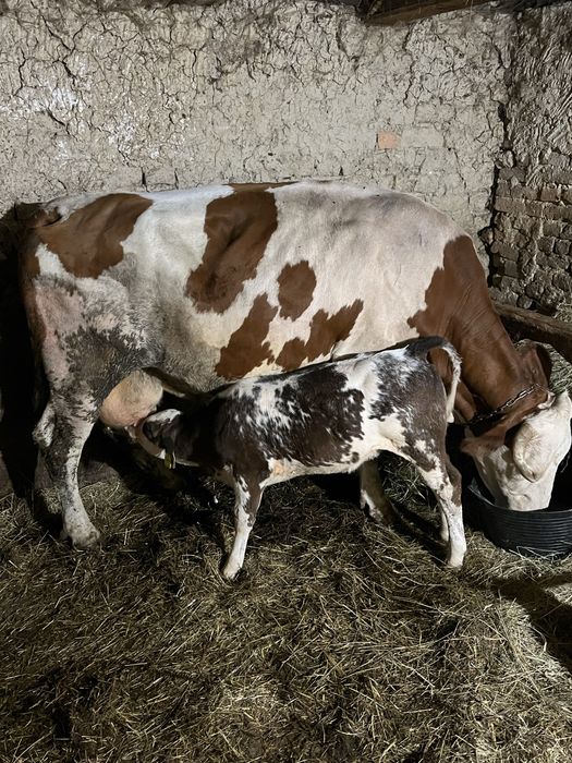 Vaca a 3a fatare linistita cu vitel belgian 20L  lapte..