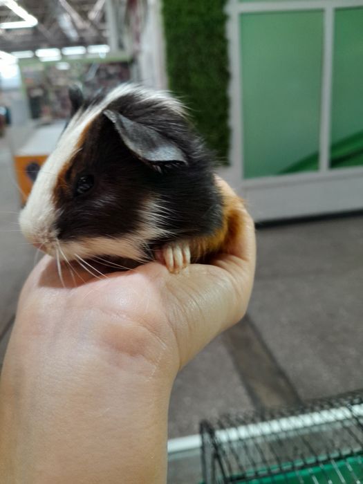 Морские свинки ...